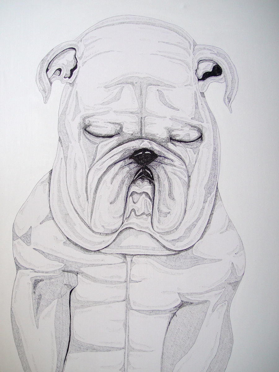 bulldog